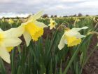 Narcissus Spring Dawn taken on 16th December in Lincolnshire